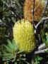 2007_mt_anne_bootsnall_bushwalk_025