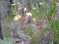 2006_mt_roland_bootsnall_bushwalk_025