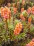 Richea Scoparia