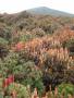 Richea Scoparia