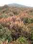 Richea Scoparia