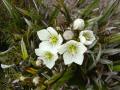 Chionogenetias diemensis
