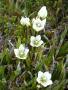 Chionogenetias diemensis
