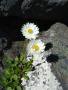Celmisia saxifraga