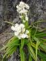Milligania densiflora