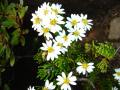 Olearia tasmanica