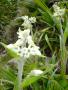 Milligania densiflora