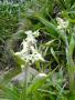 Milligania densiflora