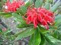 Telopea truncata