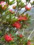 Telopea truncata