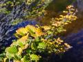 2002_cradle_mt_bushwalk_fagus_003